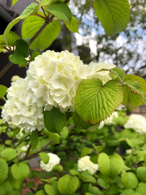 オオデマリ Little Gardener