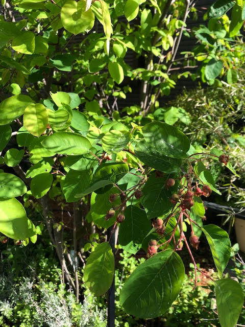 ジューンベリーの実がなる頃 Little Gardener